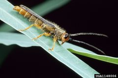 Oberea erythrocephala 1148006 by USDA APHIS PPQ Archive. Used under a CC BY 3.0 us license.