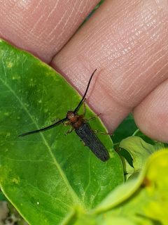 Oberea erythrocephala 135128757 by Markus Krieger. Used under a CC BY 4.0 license.