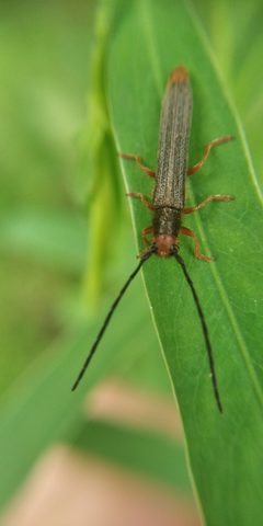 Oberea erythrocephala 137090201 by Vasyliuk Oleksij. Used under a CC BY 4.0 license.