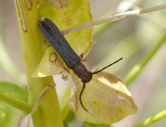 Oberea erythrocephala 291281938 by Roman. Used under a CC BY 4.0 license.