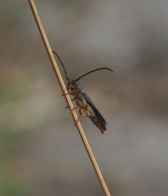 Oberea erythrocephala 44134064 by carnifex. Used under a CC BY 4.0 license.
