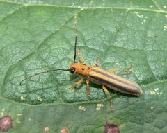 Oberea tripunctata by Gordon C. Snelling. Used under a CC BY 4.0 license.