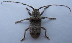 Ecyrus arcuatus by wikipedia. Used under a CC BY-SA 3.0 license.