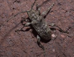 Ecyrus dasycerus P1220796a by 
xpda. Used under a CC BY-SA 4.0 license.
