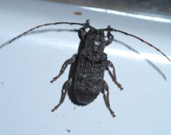 Ecyrus dasycerus P1630705a by 
xpda. Used under a CC BY-SA 4.0 license.