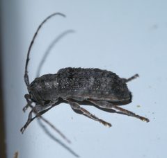 Ecyrus dasycerus P1630706a by 
xpda. Used under a CC BY-SA 4.0 license.