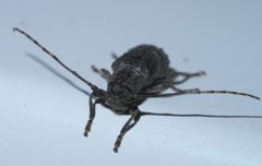 Ecyrus dasycerus P1630707a by 
xpda. Used under a CC BY-SA 4.0 license.