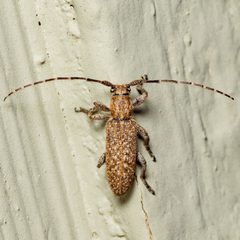 Ataxia hubbardi by Jgw-atx. Used under a CC BY 4.0 license.
