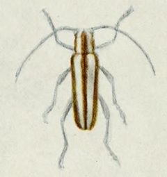 Saperda candida by Internet Archive Book Images. Used under a No restrictions license.