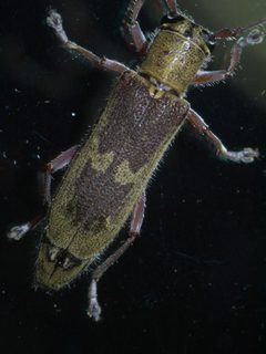 Saperda discoidea P1610601a by 
xpda. Used under a CC BY-SA 4.0 license.
