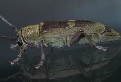 Saperda discoidea P1610602a by 
xpda. Used under a CC BY-SA 4.0 license.