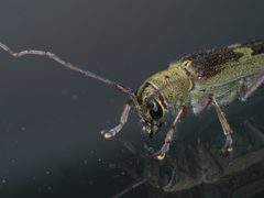 Saperda discoidea P1610603a by 
xpda. Used under a CC BY-SA 4.0 license.