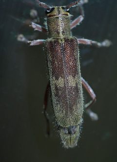 Saperda discoidea P1630643a by 
xpda. Used under a CC BY-SA 4.0 license.