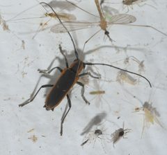 Saperda lateralis P1190463a by 
xpda. Used under a CC BY-SA 4.0 license.