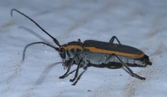 Saperda lateralis P1390882a by
xpda. Used under a CC BY-SA 4.0 license.