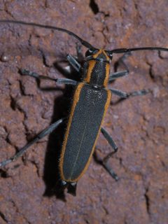 Saperda lateralis P1610237a by 
xpda. Used under a CC BY-SA 4.0 license.