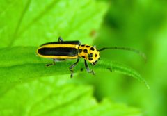 Saperda puncticollis by Jacy Lucier. Used under a CC BY-SA 4.0 license.
