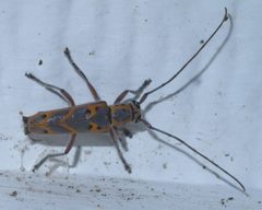 Saperda tridentata P1400001a by 
xpda. Used under a CC BY-SA 4.0 license.