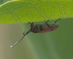 Tetraopes annulatus P1290869b by
xpda. Used under a CC BY-SA 4.0 license.