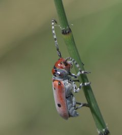 Tetraopes annulatus P1470478a by
xpda. Used under a CC BY-SA 4.0 license.