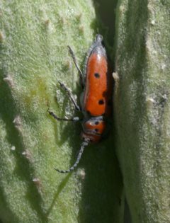 Tetraopes annulatus P1490234a by 
xpda. Used under a CC BY-SA 4.0 license.