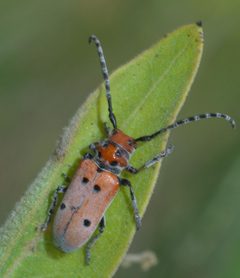 Tetraopes annulatus P1520662a by 
xpda. Used under a CC BY-SA 4.0 license.
