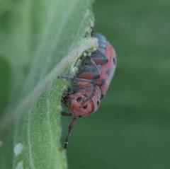 Tetraopes femoratus P1100624a by 
xpda. Used under a CC BY-SA 4.0 license.