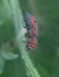 Tetraopes femoratus P1100625a by 
xpda. Used under a CC BY-SA 4.0 license.