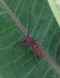 Tetraopes femoratus P1100626a by 
xpda. Used under a CC BY-SA 4.0 license.