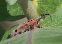 Tetraopes femoratus P1480183a by
xpda. Used under a CC BY-SA 4.0 license.