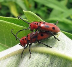 Tetraopes tetraophthalmus by Jacy Lucier. Used under a CC BY-SA 4.0 license.