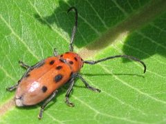 Tetraopes tetrophthalmus-1 by wikipedia. Used under a CC BY 2.5 license.