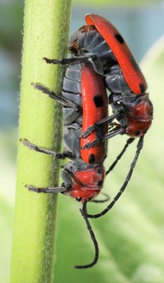 Tetraopes tetrophthalmus  by ScotDeerie. Used under a CC BY-SA 4.0 license.