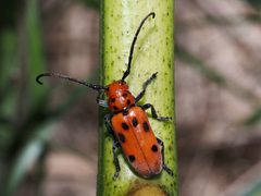 Tetraopes tetrophthalmus 309224400 by Jeff Clark. Used under a CC BY 4.0 license.