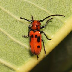 Tetraopes tetrophthalmus 310339622 by Adrienne van den Beemt. Used under a CC BY 4.0 license.