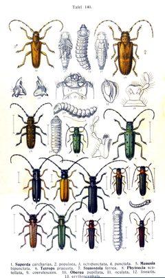 Reitter-1912 bugs3140 by Edmund Reitter
. Used under a Public domain license.