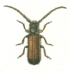 Tetrops praeusta by G.G. Yakobson. Used under a Public domain license.