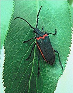 Valley elderberry longhorn beetle FWS by U.S. Fish &amp; Wildlife Service. Used under a Public domain license.