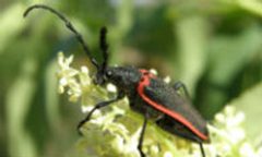 Desmocerus californicus dimorphus by USFWS. Used under a Public domain license.