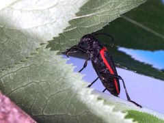 Valley elderberry longhorn beetle insect desmocerus californicus dimorphus by Jon Katz and Meghan Gilbart, U.S. Fish and Wildlife Service. Used under a Public domain license.