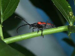 Valley elderberry longhorn beetle male insect desmocerus californicus dimorphus by Katz, Jon and Joe Silveira, U.S. Fish and Wildlife Service. Used under a Public domain license.