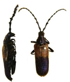 D palliatus by Cody Hough. Used under a CC BY-SA 3.0 license.