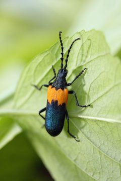 Desmocerus Palliatus by Quer0zen. Used under a CC BY-SA 3.0 license.