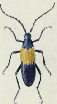 Desmocerus palliatus by Internet Archive Book Images. Used under a No restrictions license.