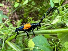 Desmocerus palliatus 295100620 by Kim H. Used under a CC BY-SA 4.0 license.