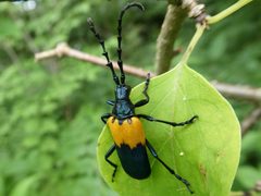 Desmocerus palliatus 296006231 by Bruce Cook. Used under a CC0 license.
