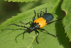 Desmocerus palliatus P1080234a by 
xpda. Used under a CC BY-SA 4.0 license.