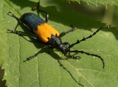 Desmocerus palliatus P1080243a by 
xpda. Used under a CC BY-SA 4.0 license.