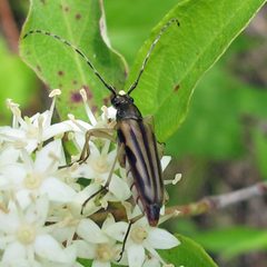 Analeptura lineola by Jacy Lucier. Used under a CC BY-SA 4.0 license.