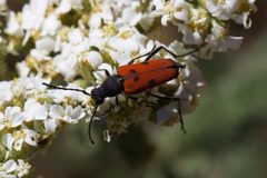 Anastrangalia laetifica - inat 132492488 by {{{name}}}. Used under a CC BY-SA 4.0 license.